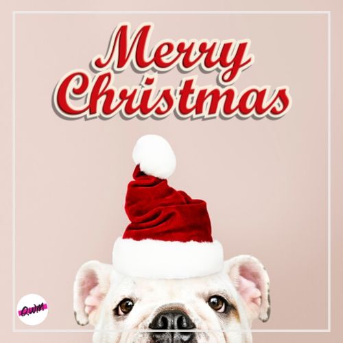 Funny Christmas Images of Dog