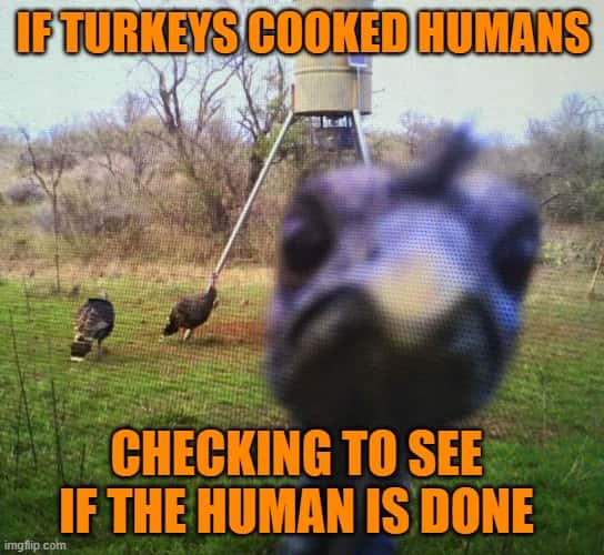 happy thanksgiving turkey memes